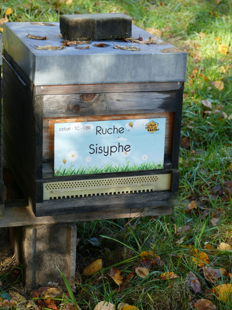 La ruche Sisyphe