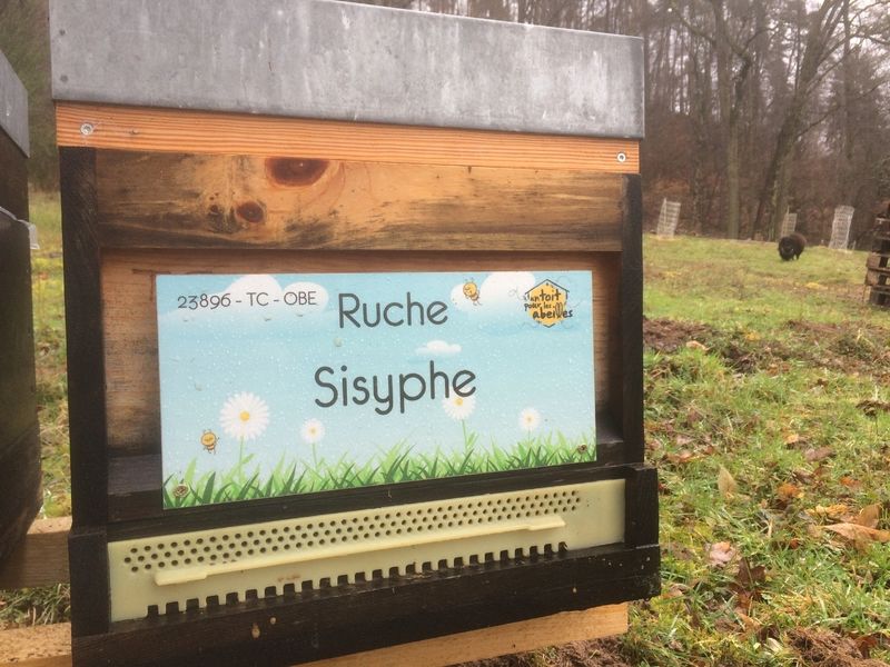 La ruche Sisyphe