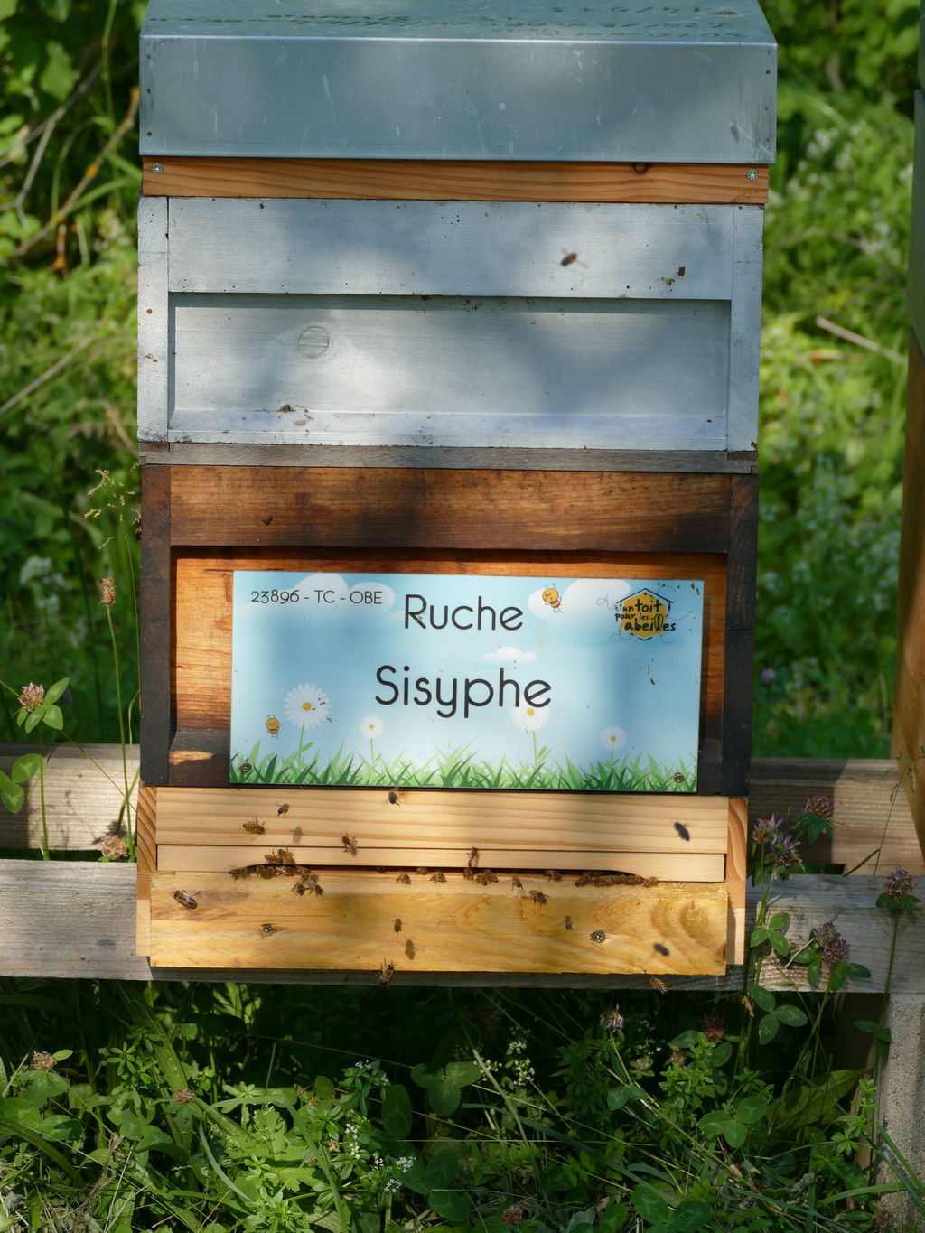 La ruche Sisyphe
