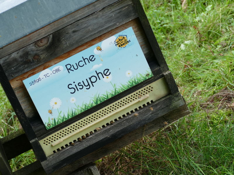 La ruche Sisyphe