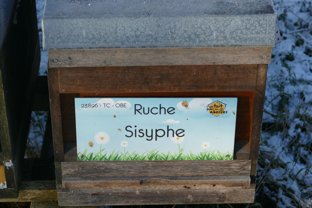 La ruche Sisyphe