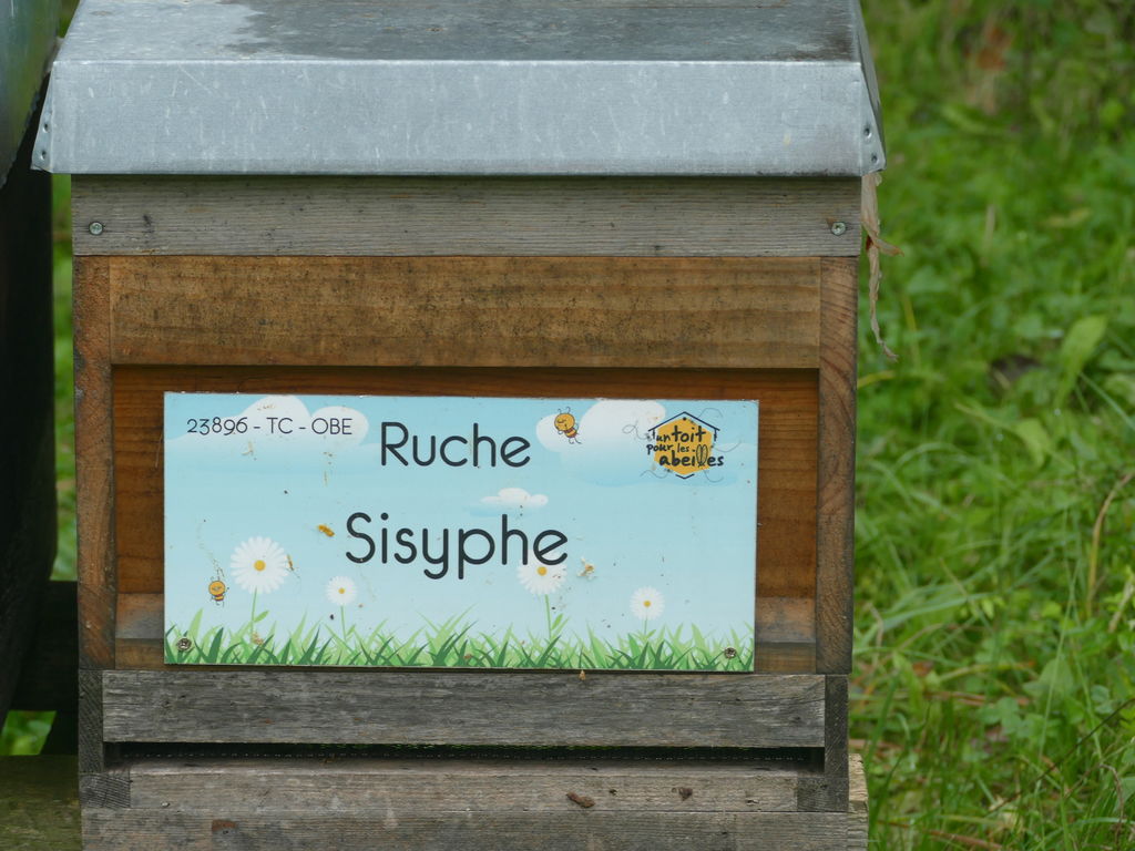 La ruche Sisyphe