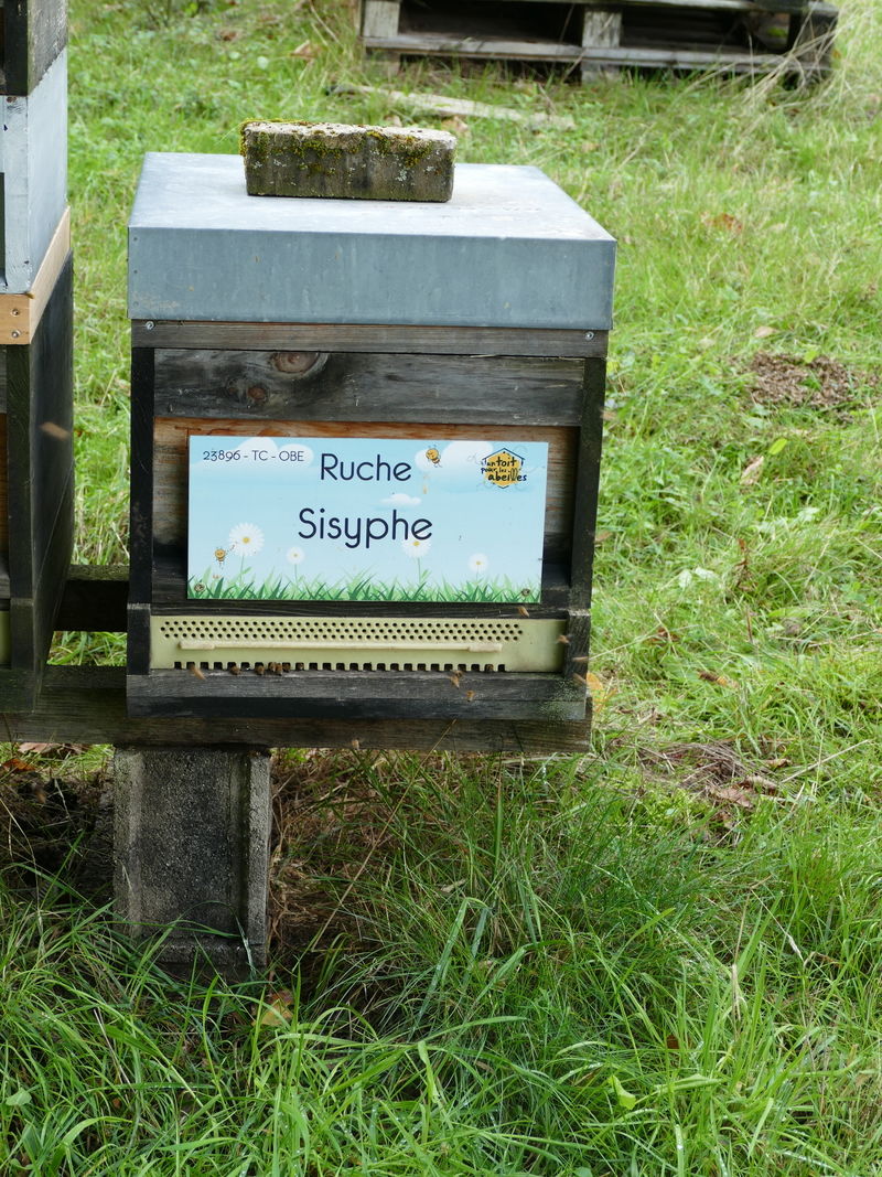 La ruche Sisyphe