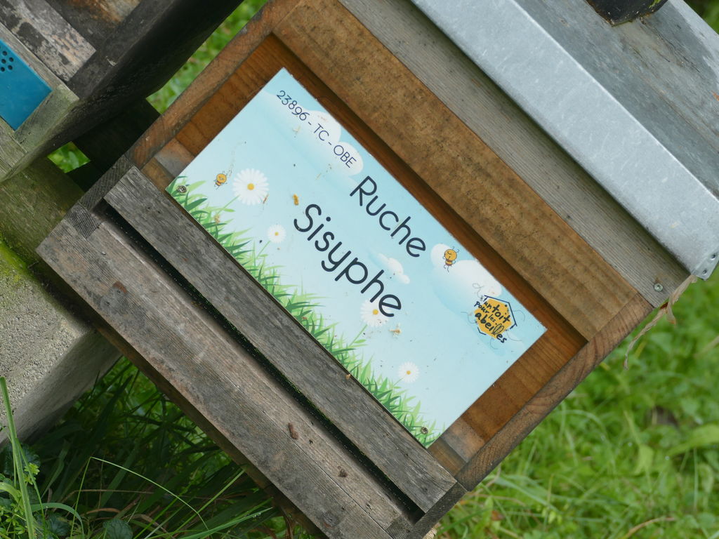 La ruche Sisyphe