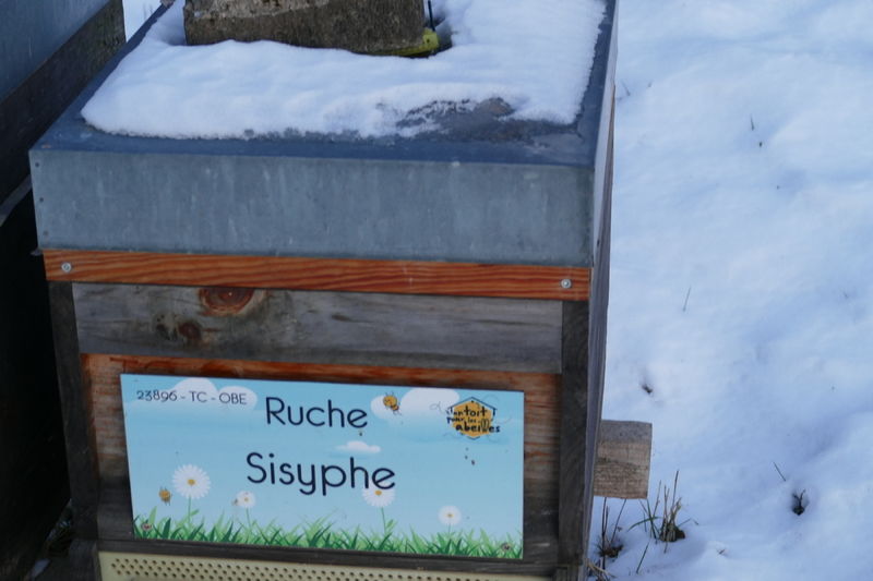 La ruche Sisyphe