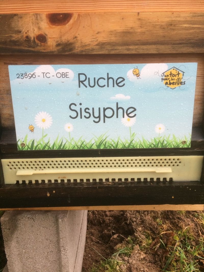 La ruche Sisyphe