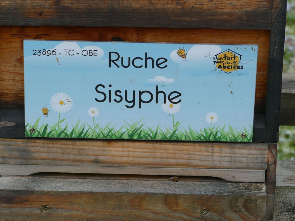 La ruche Sisyphe