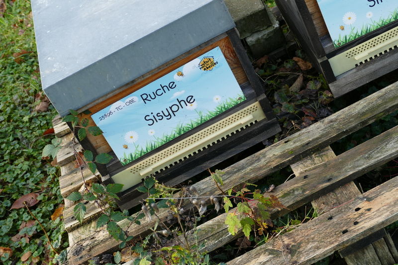 La ruche Sisyphe