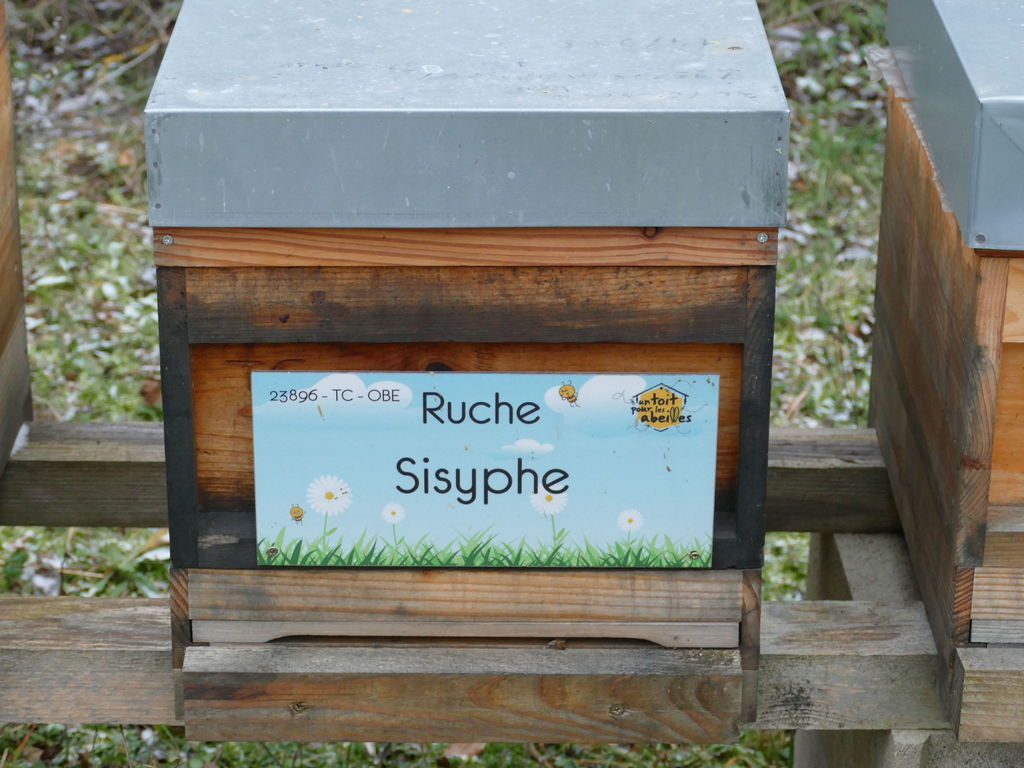La ruche Sisyphe