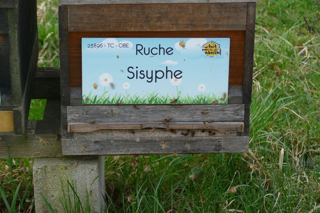 La ruche Sisyphe
