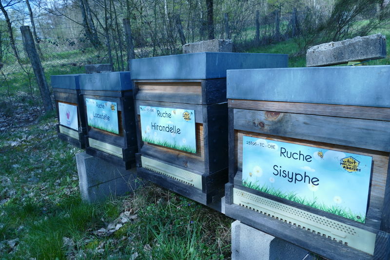 La ruche Sisyphe