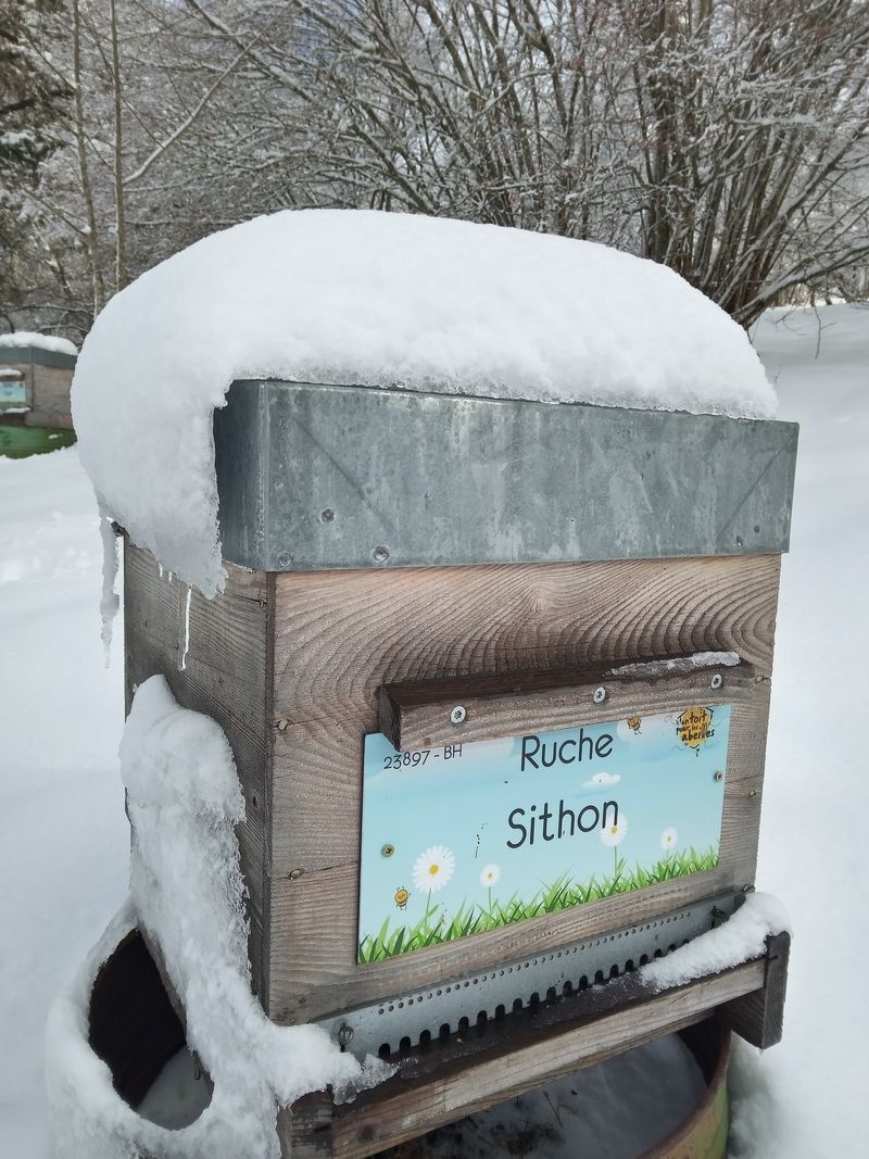 La ruche Sithon