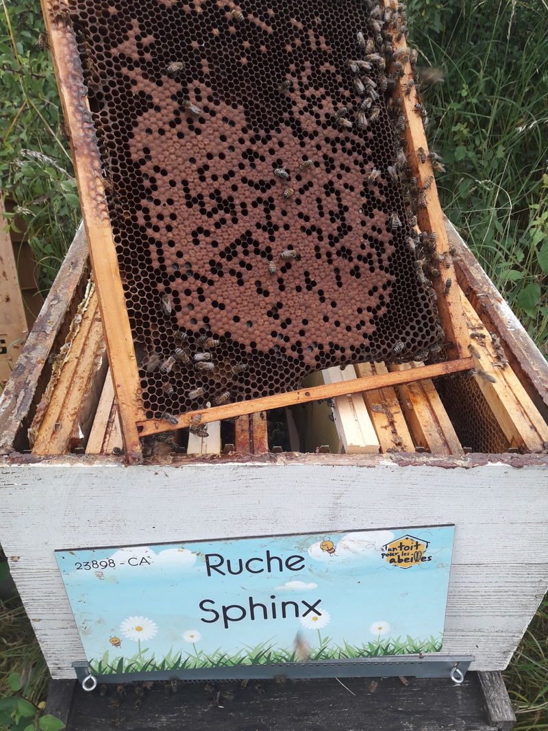 La ruche Sphinx