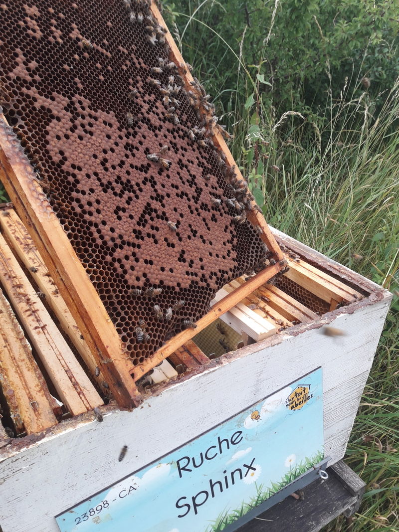 La ruche Sphinx