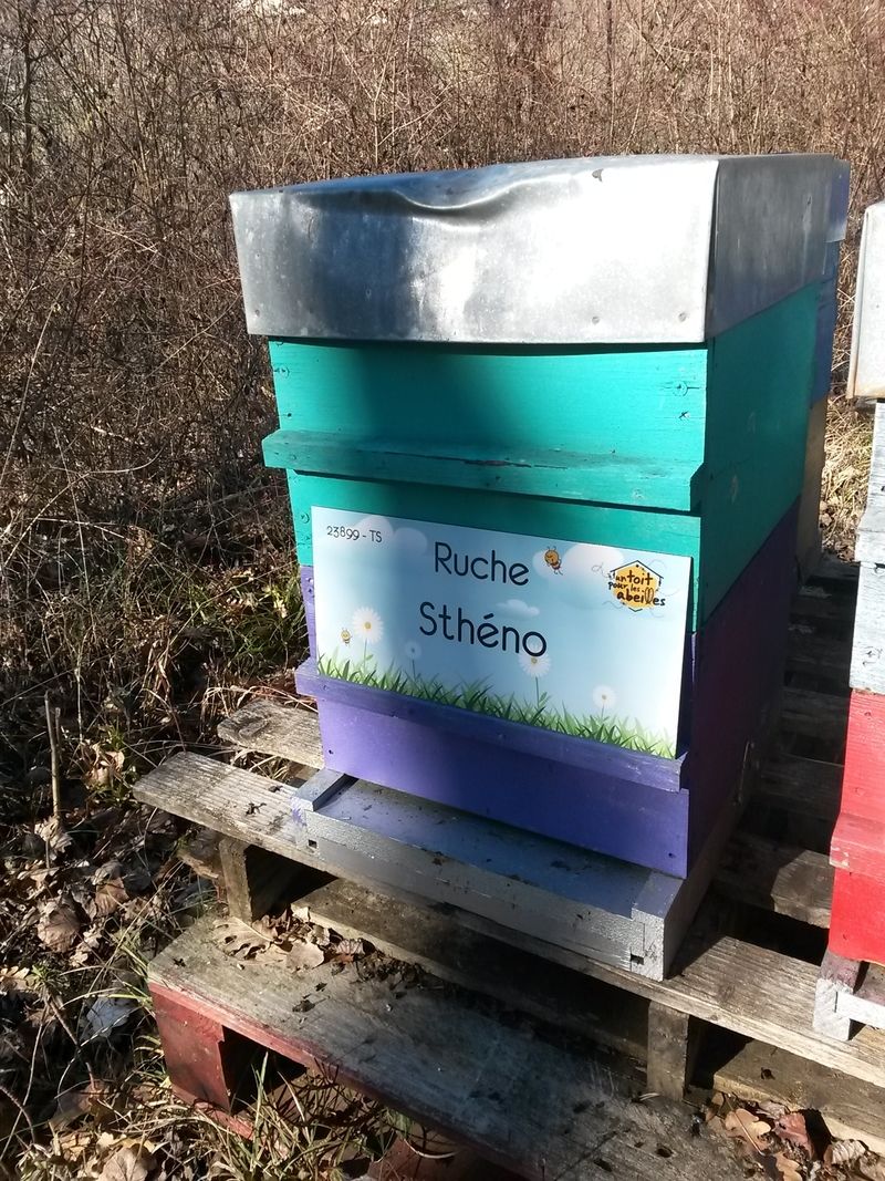 La ruche Sthéno