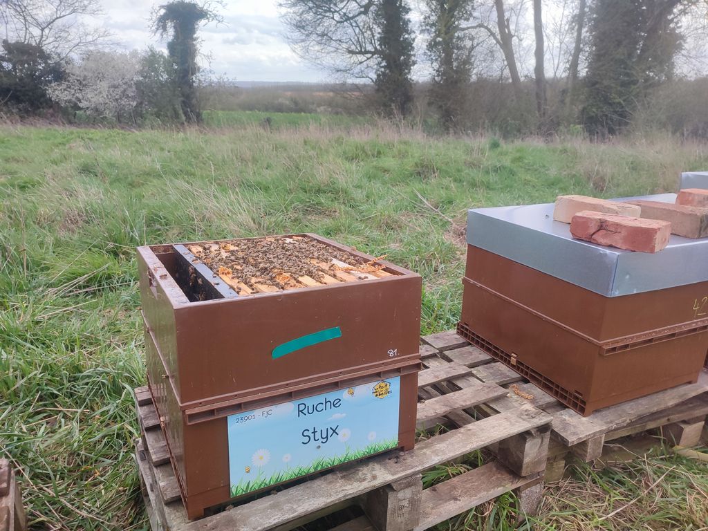 La ruche Styx