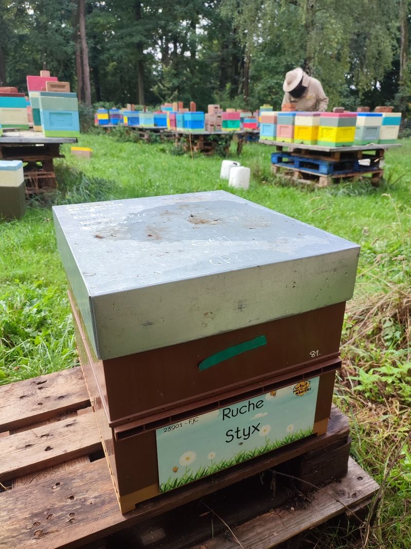 La ruche Styx