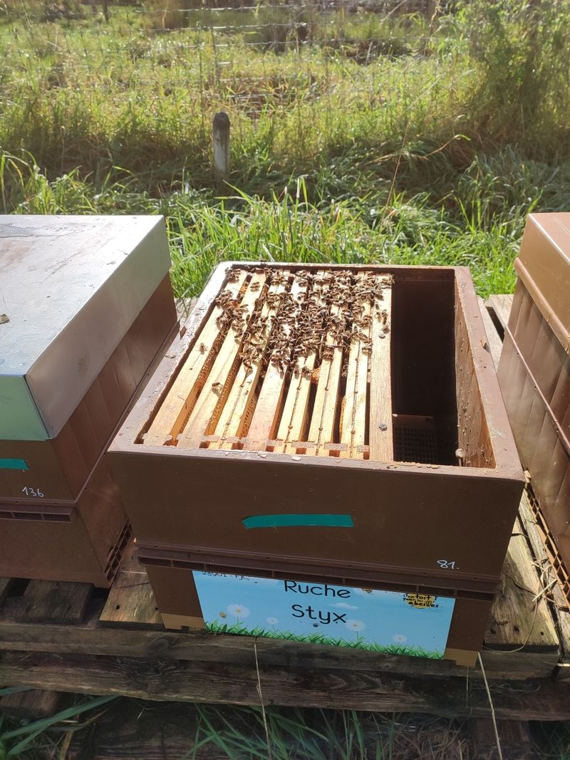 La ruche Styx
