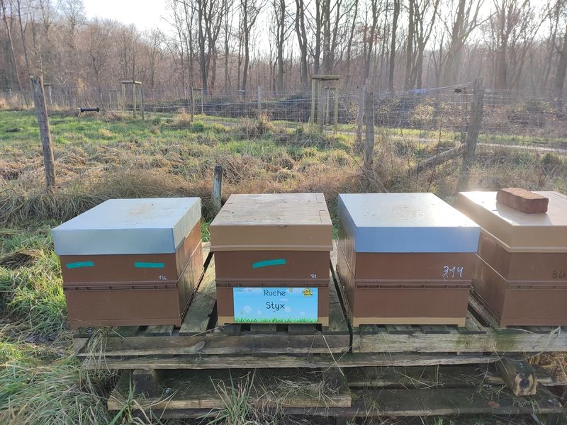 La ruche Styx