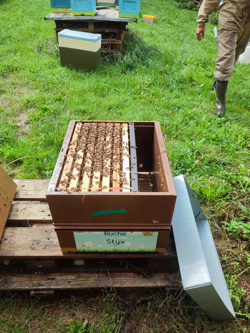 La ruche Styx