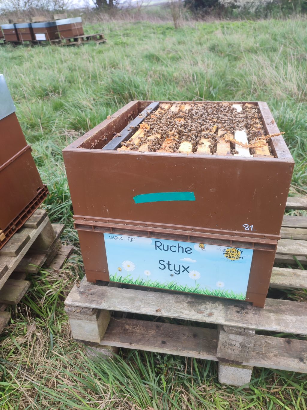 La ruche Styx