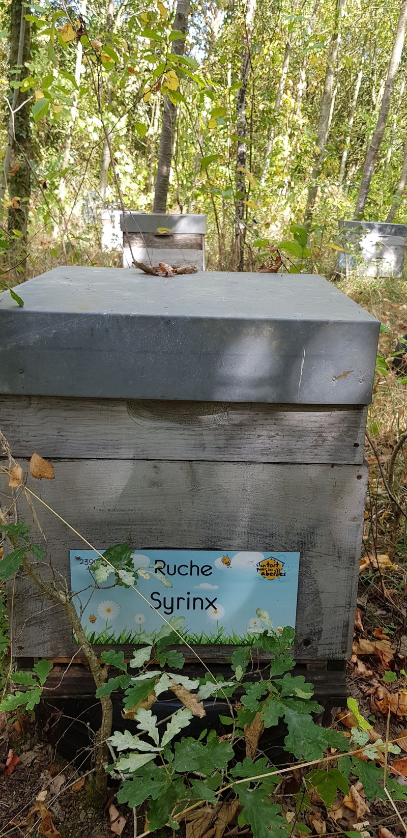 La ruche Syrinx