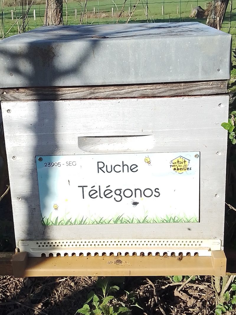 La ruche