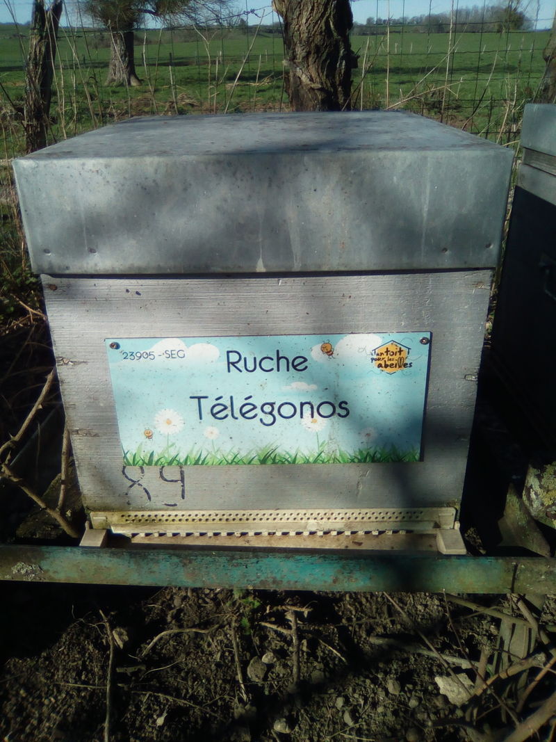 La ruche Télégonos