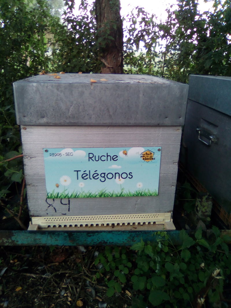 La ruche Télégonos