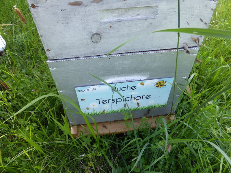 La ruche Terspichore