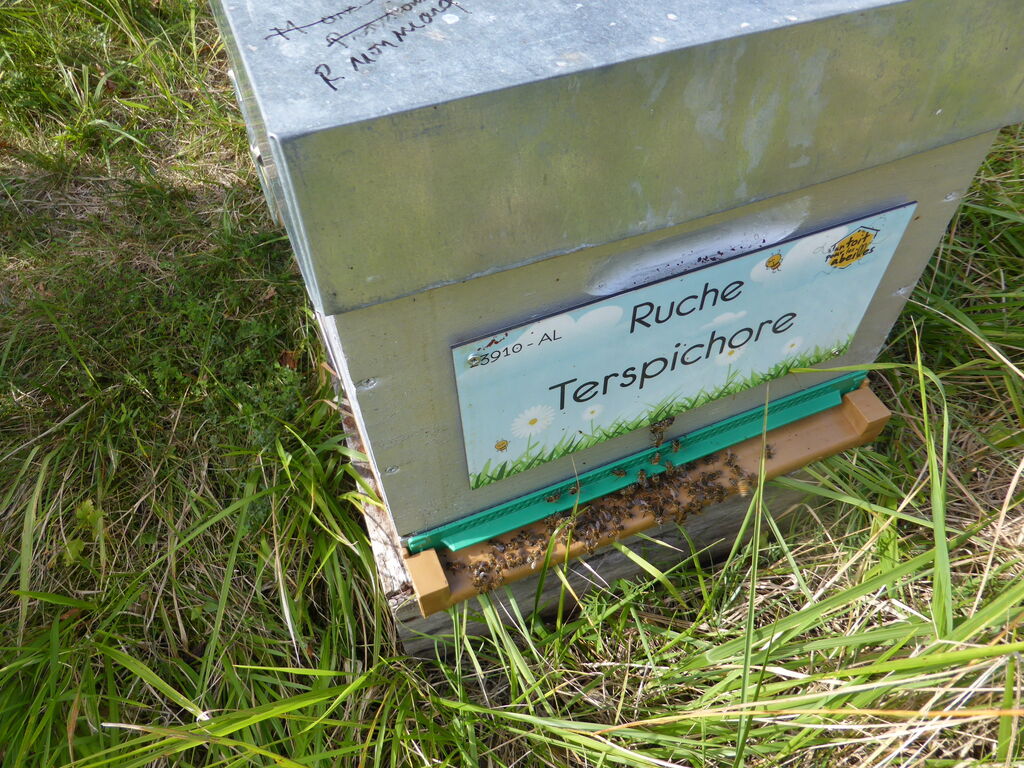 La ruche Terspichore