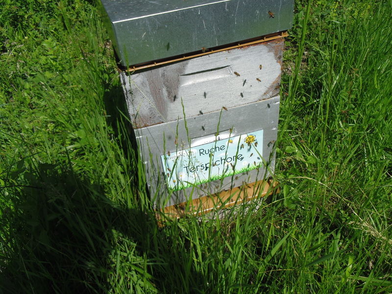 La ruche Terspichore