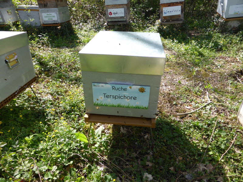 La ruche Terspichore