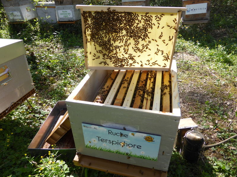La ruche Terspichore