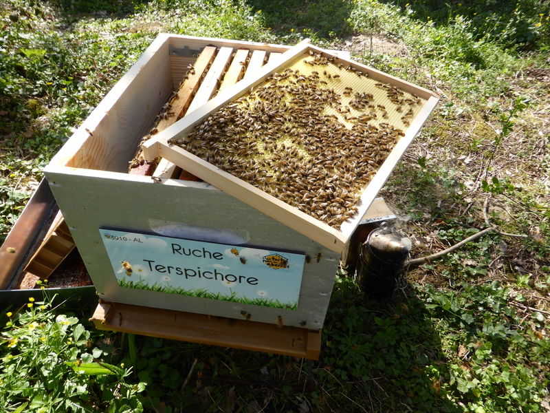 La ruche Terspichore