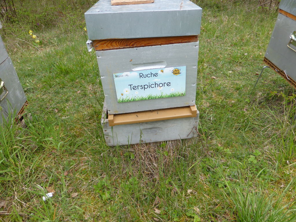La ruche Terspichore