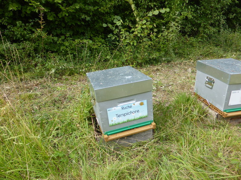 La ruche Terspichore