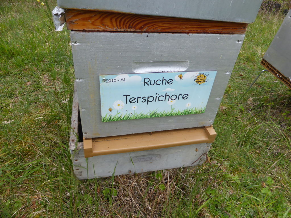 La ruche Terspichore