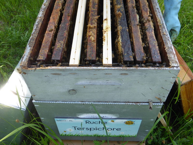 La ruche Terspichore