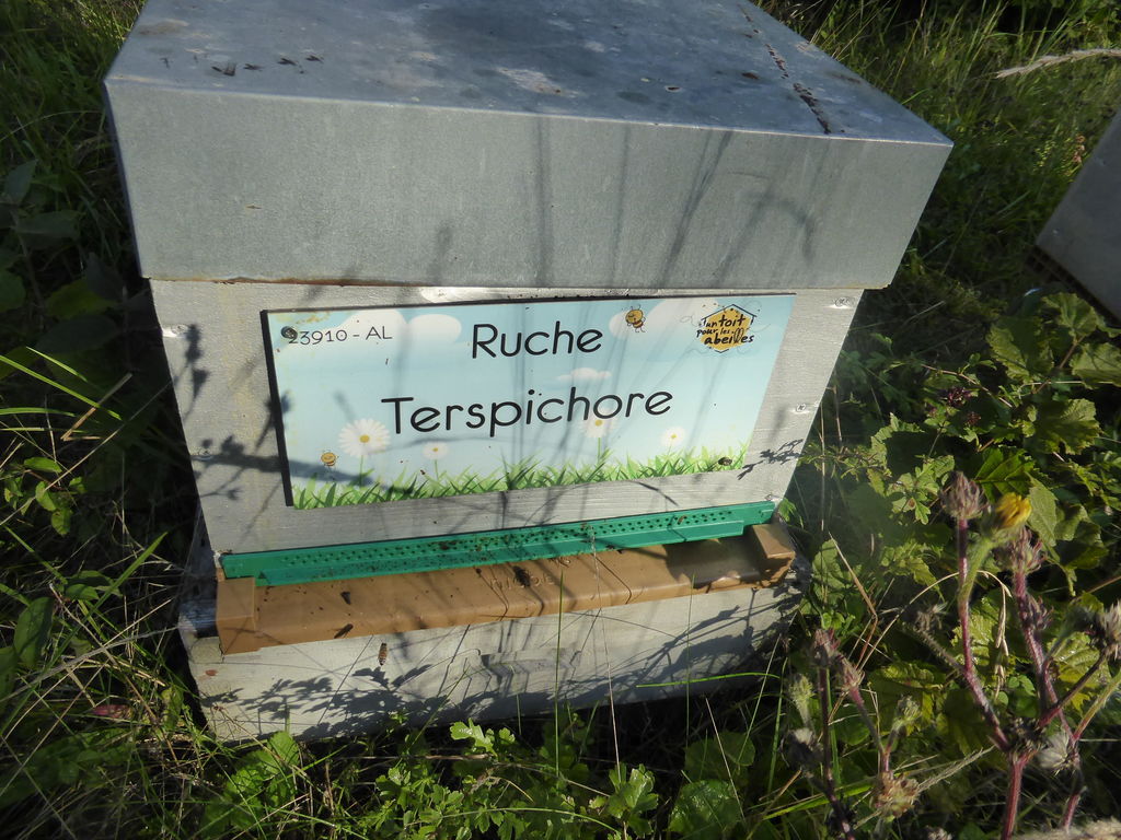 La ruche Terspichore