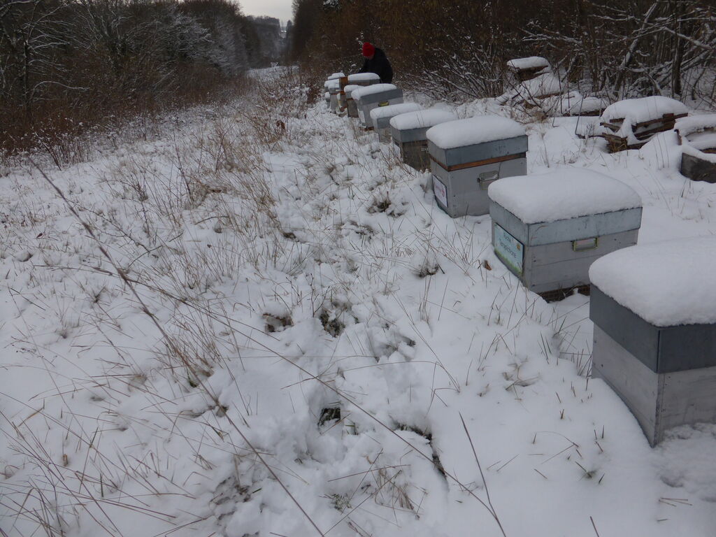 La ruche Terspichore