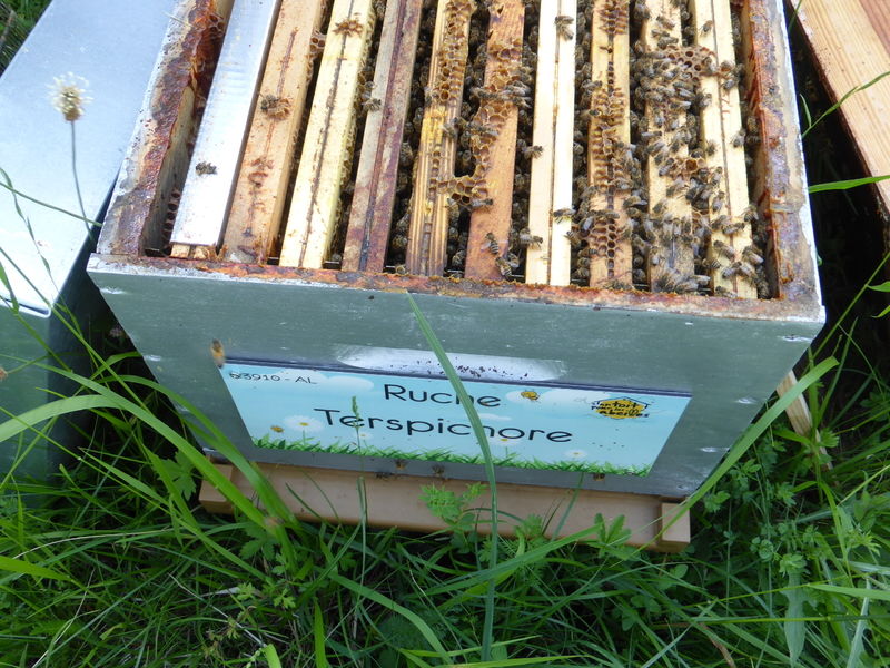 La ruche Terspichore