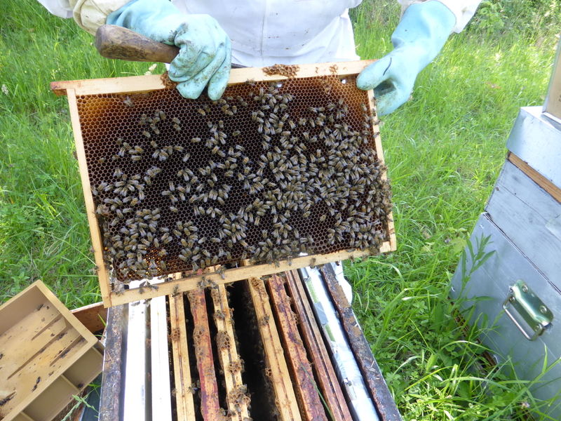 La ruche Terspichore