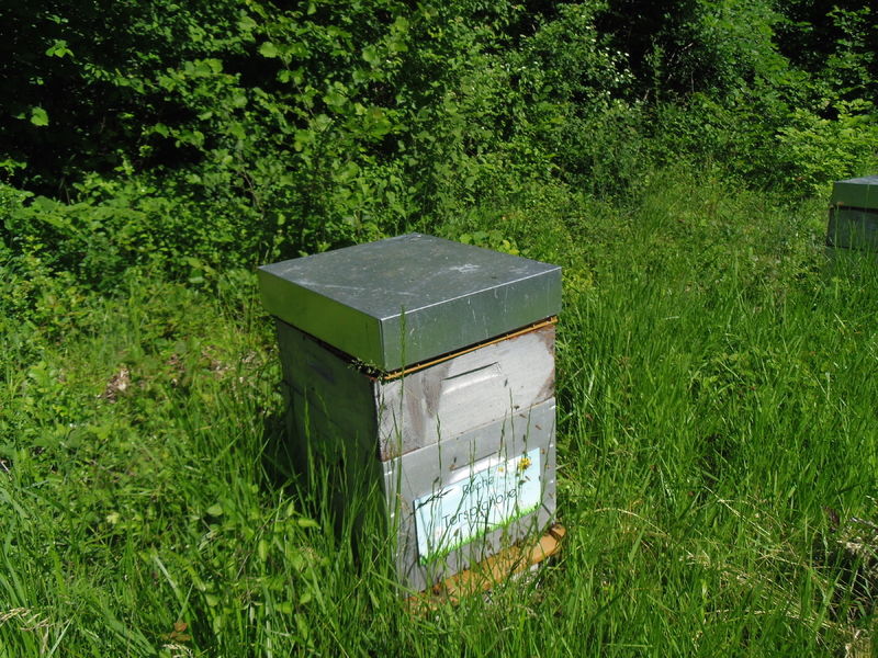 La ruche Terspichore