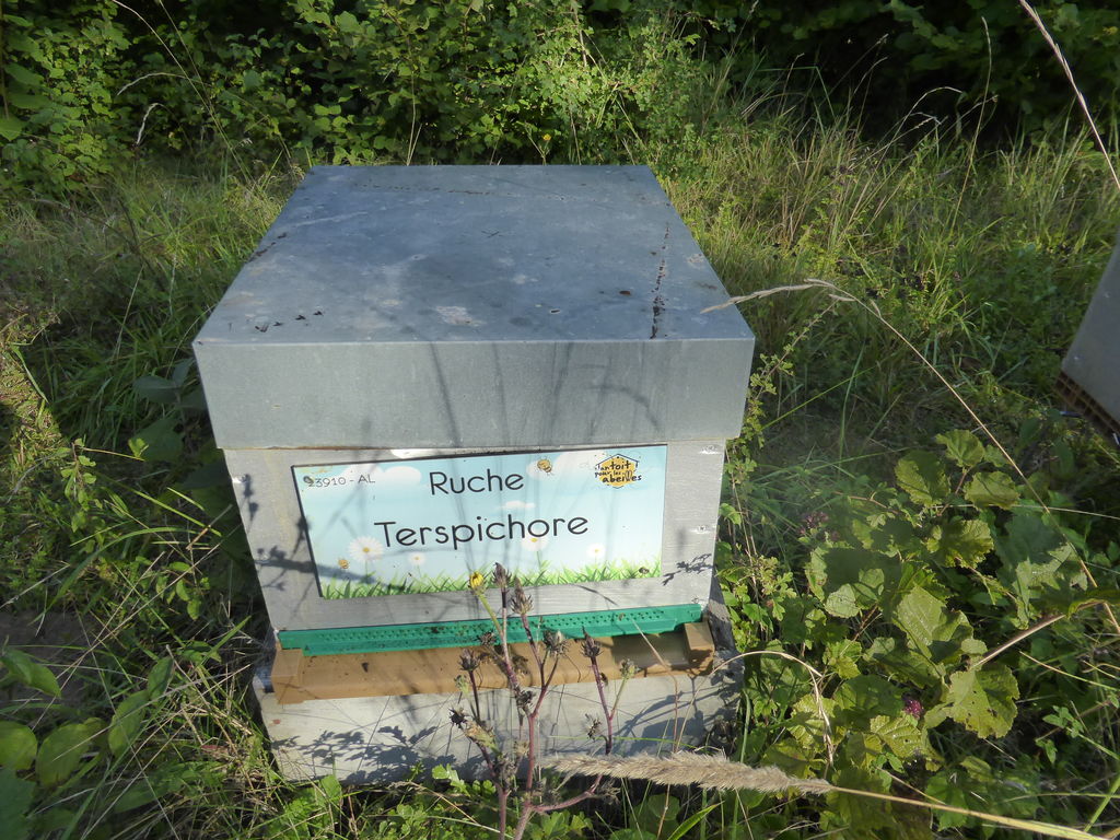 La ruche Terspichore