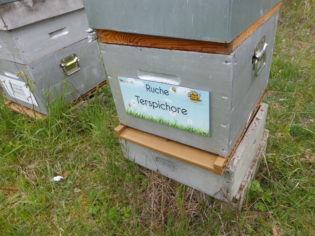 La ruche Terspichore