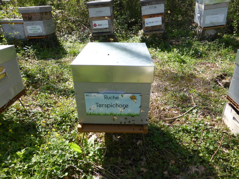 La ruche Terspichore