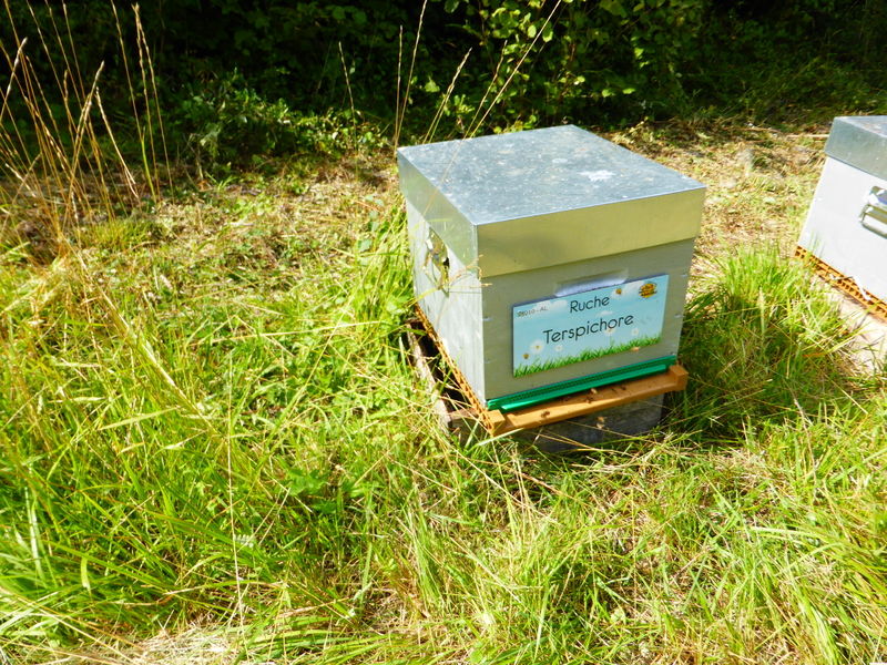 La ruche Terspichore