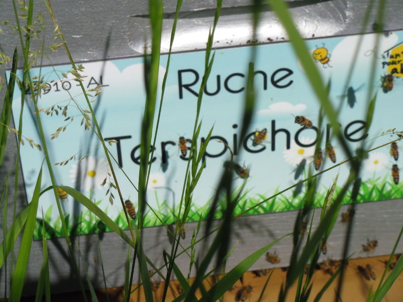 La ruche Terspichore