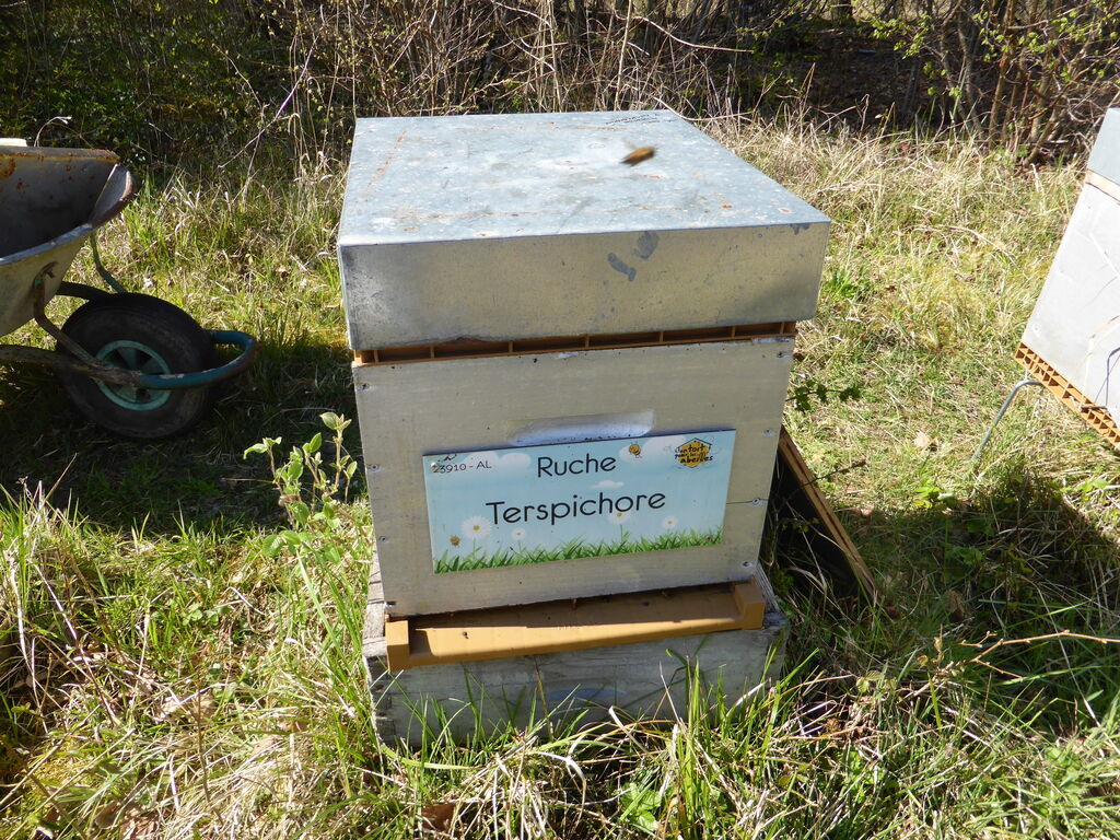 La ruche Terspichore